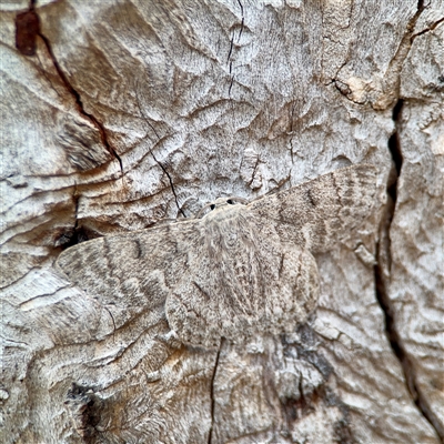 Crypsiphona ocultaria (Red-lined Looper Moth) at Holder, ACT - 1 Nov 2025 by Hejor1