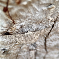 Crypsiphona ocultaria at Holder, ACT - 1 Nov 2025 03:50 PM