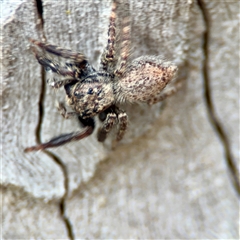 Servaea sp. (genus) at Holder, ACT - 1 Nov 2025 by Hejor1