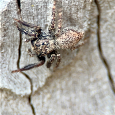 Servaea sp. (genus) at Holder, ACT - 1 Nov 2025 by Hejor1