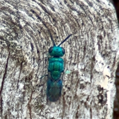 Praestochrysis sp. (genus) at Holder, ACT - 1 Nov 2025 by Hejor1