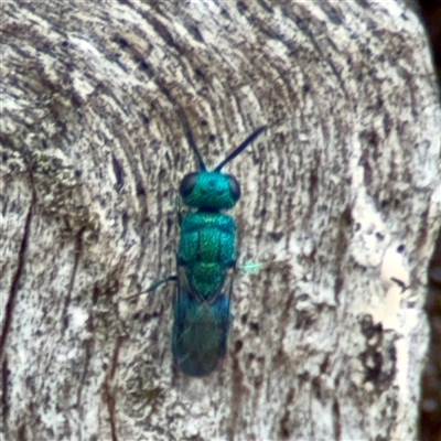 Praestochrysis sp. (genus) at Holder, ACT - 1 Nov 2025 by Hejor1