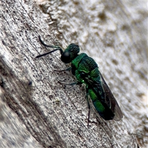 Primeuchroeus sp. (genus) at Holder, ACT - 1 Nov 2025 by Hejor1