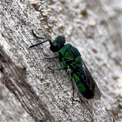 Primeuchroeus sp. (genus) at Holder, ACT - 1 Nov 2025 by Hejor1