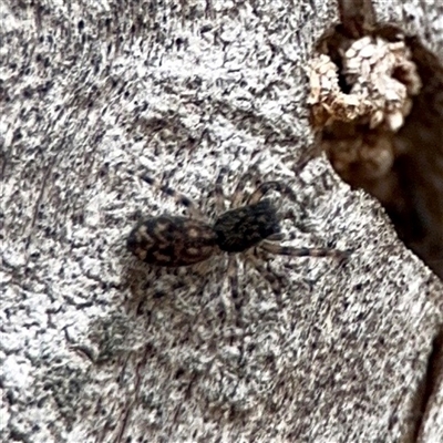 Salticidae (family) at Holder, ACT - 1 Nov 2025 by Hejor1
