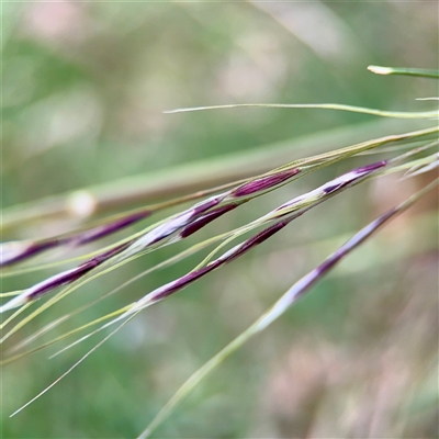 Nassella neesiana (Chilean Needlegrass) at Holder, ACT - 1 Nov 2025 by Hejor1