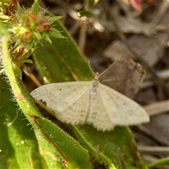 Scopula rubraria (Reddish Wave, Plantain Moth) at Holder, ACT - 1 Nov 2025 by Hejor1
