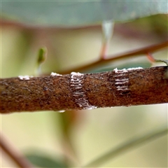 Eurymelinae (subfamily) (Unidentified eurymeline leafhopper) at Holder, ACT - 1 Nov 2025 by Hejor1