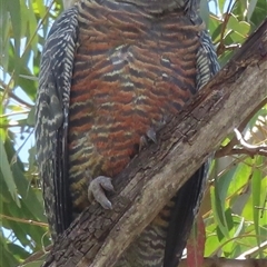Callocephalon fimbriatum by RobParnell