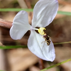 Simosyrphus grandicornis (Common hover fly) at Moruya, NSW - 18 Oct 2025 by LisaH
