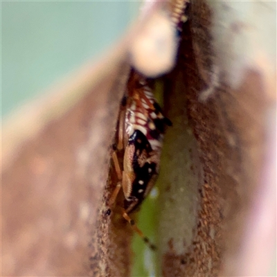 Anischys sp. (genus) (Unidentified Anischys bug) at Holder, ACT - 1 Nov 2025 by Hejor1