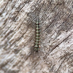 Anestia (genus) (A tiger moth) at Holder, ACT - 1 Nov 2025 by Hejor1