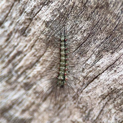 Anestia (genus) (A tiger moth) at Holder, ACT - 1 Nov 2025 by Hejor1