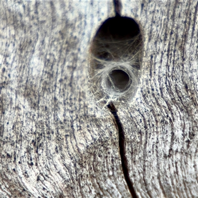 Segestriidae sp (family) (Tube Dwelling Spider) at Holder, ACT - 1 Nov 2025 by Hejor1