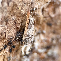 Trigonocyttara clandestina (Less-stick Case Moth) at Holder, ACT - 1 Nov 2025 by Hejor1