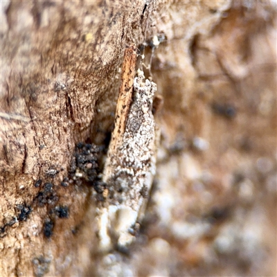 Trigonocyttara clandestina (Less-stick Case Moth) at Holder, ACT - 1 Nov 2025 by Hejor1
