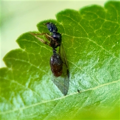 Formicidae (family) (Unidentified ant) at Holder, ACT - 1 Nov 2025 by Hejor1