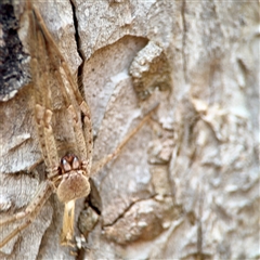 Sparassidae (family) at Holder, ACT - 1 Nov 2025 by Hejor1