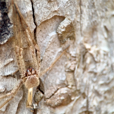 Sparassidae (family) at Holder, ACT - 1 Nov 2025 by Hejor1