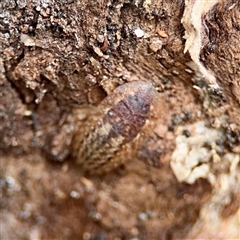 Laxta sp. (genus) at Holder, ACT - 1 Nov 2025 by Hejor1