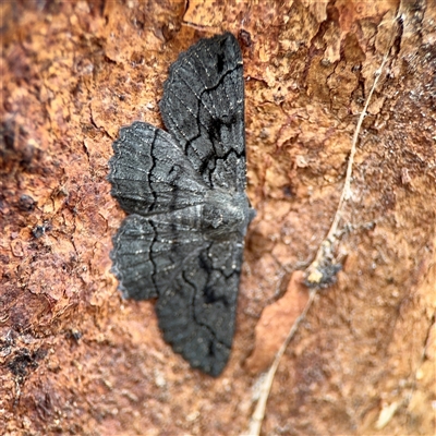 Melanodes anthracitaria (Black Geometrid) at Holder, ACT - 1 Nov 2025 by Hejor1