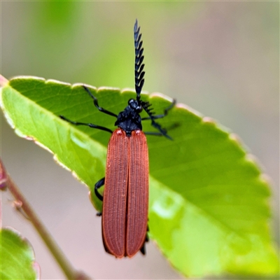 Porrostoma rhipidium (Long-nosed Lycid (Net-winged) beetle) at Holder, ACT - 1 Nov 2025 by Hejor1