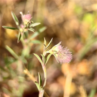Trifolium arvense var. arvense (Haresfoot Clover) at Holder, ACT - 1 Nov 2025 by Hejor1