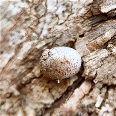 Doratifera (genus) (Cup Moth) at Holder, ACT - 1 Nov 2025 by Hejor1