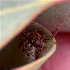 Cymbacha ocellata at Holder, ACT - 1 Nov 2025 by Hejor1