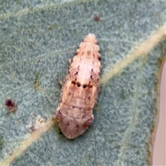 Ledrinae (subfamily) (A Flat-headed Leafhopper) at Holder, ACT - 1 Nov 2025 by Hejor1
