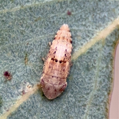Ledrinae (subfamily) (A Flat-headed Leafhopper) at Holder, ACT - 1 Nov 2025 by Hejor1