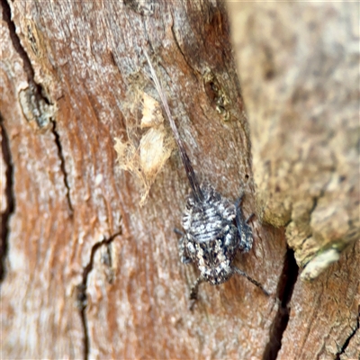Fulgoroidea (superfamily) (Unidentified fulgoroid planthopper) at Holder, ACT - 1 Nov 2025 by Hejor1
