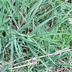 Cenchrus clandestinus (Kikuyu Grass) at Holder, ACT - 1 Nov 2025 by Hejor1