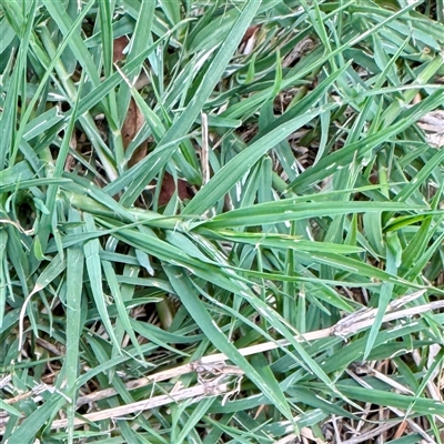 Cenchrus clandestinus (Kikuyu Grass) at Holder, ACT - 1 Nov 2025 by Hejor1