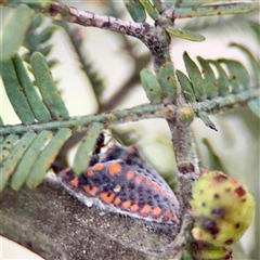 Monophlebulus sp. (genus) (Giant Snowball Mealybug) at Holder, ACT - 1 Nov 2025 by Hejor1