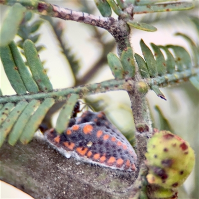 Monophlebulus sp. (genus) (Giant Snowball Mealybug) at Holder, ACT - 1 Nov 2025 by Hejor1