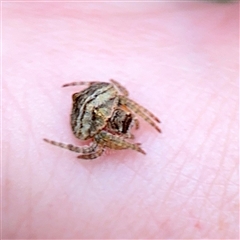 Dolophones sp. (genus) (Wrap-around spider) at Holder, ACT - 1 Nov 2025 by Hejor1