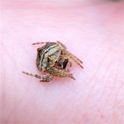 Dolophones sp. (genus) (Wrap-around spider) at Holder, ACT - 1 Nov 2025 by Hejor1