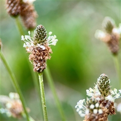 Plantago lanceolata (Ribwort Plantain, Lamb's Tongues) at Holder, ACT - 1 Nov 2025 by Hejor1