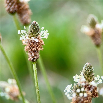 Plantago lanceolata (Ribwort Plantain, Lamb's Tongues) at Holder, ACT - 1 Nov 2025 by Hejor1