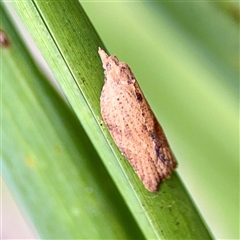 Epiphyas fabricata at Holder, ACT - 1 Nov 2025 by Hejor1