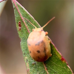 Paropsis atomaria (Eucalyptus leaf beetle) at Holder, ACT - 1 Nov 2025 by Hejor1