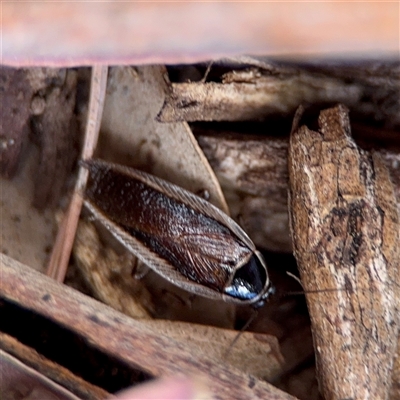 Johnrehnia concisa (A native cockroach) at Holder, ACT - 1 Nov 2025 by Hejor1