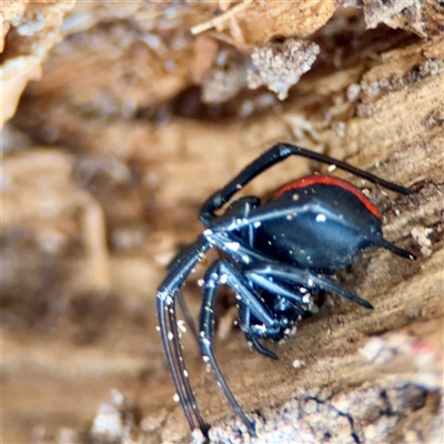 Latrodectus hasselti (Redback Spider) at Holder, ACT - 1 Nov 2025 by Hejor1