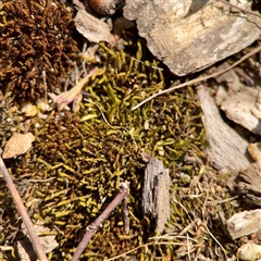 Triquetrella at Holder, ACT - 1 Nov 2025 by Hejor1