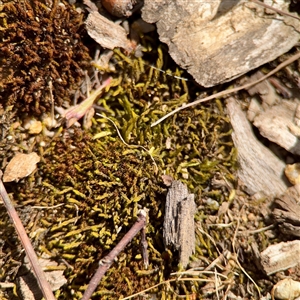 Triquetrella at Holder, ACT - 1 Nov 2025 by Hejor1