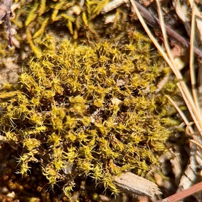 Tortula at Holder, ACT - 1 Nov 2025 by Hejor1