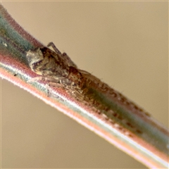 Tmarus marmoreus at Holder, ACT - 1 Nov 2025 by Hejor1