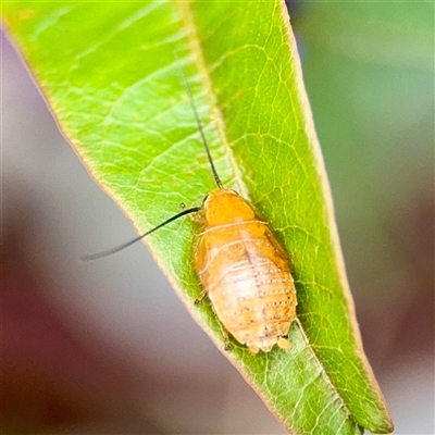 Balta sp. (genus) at Holder, ACT - 1 Nov 2025 by Hejor1