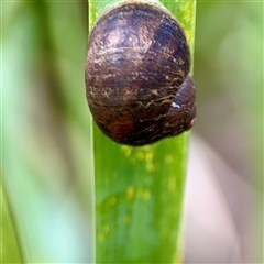 Cornu aspersum (Common Garden Snail) at Holder, ACT - 1 Nov 2025 by Hejor1